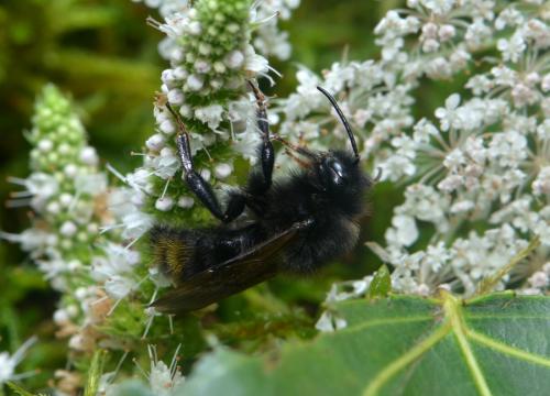 Bombus campestris